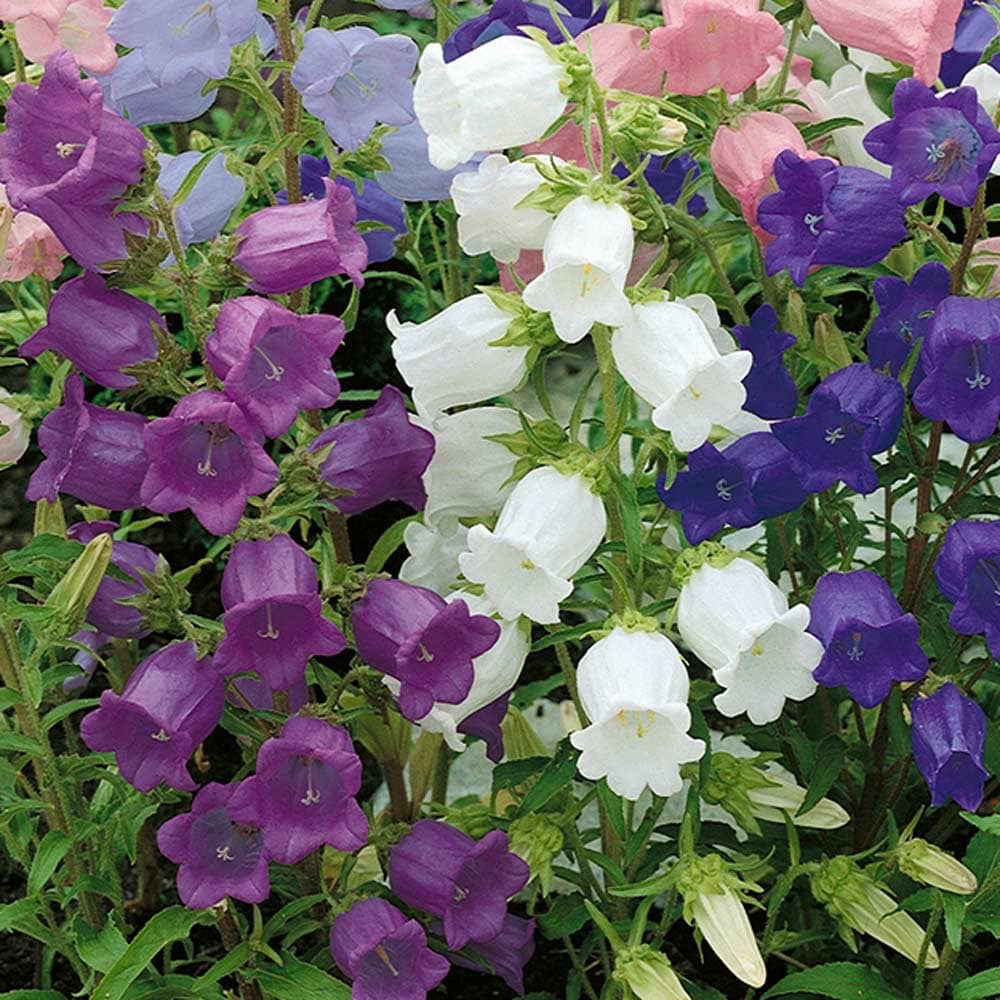 🔔 Campanula (Canterbury Bells / Bellflower) Seed