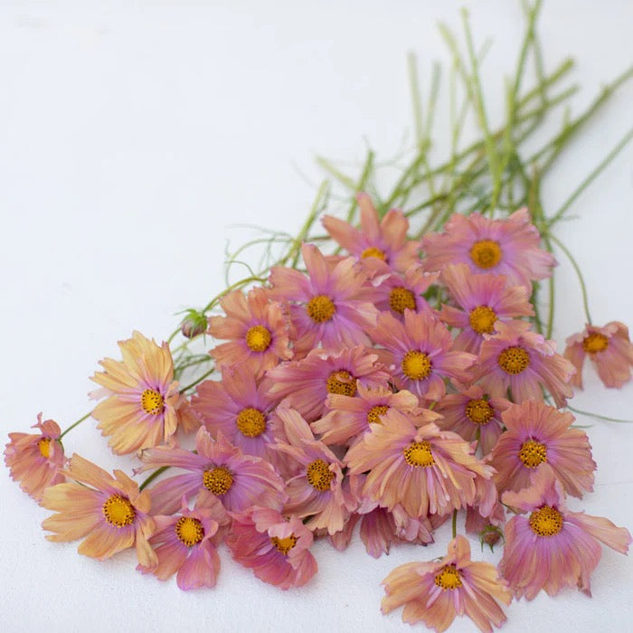 🌟 Cosmos (Cosmos bipinnatus) Seed