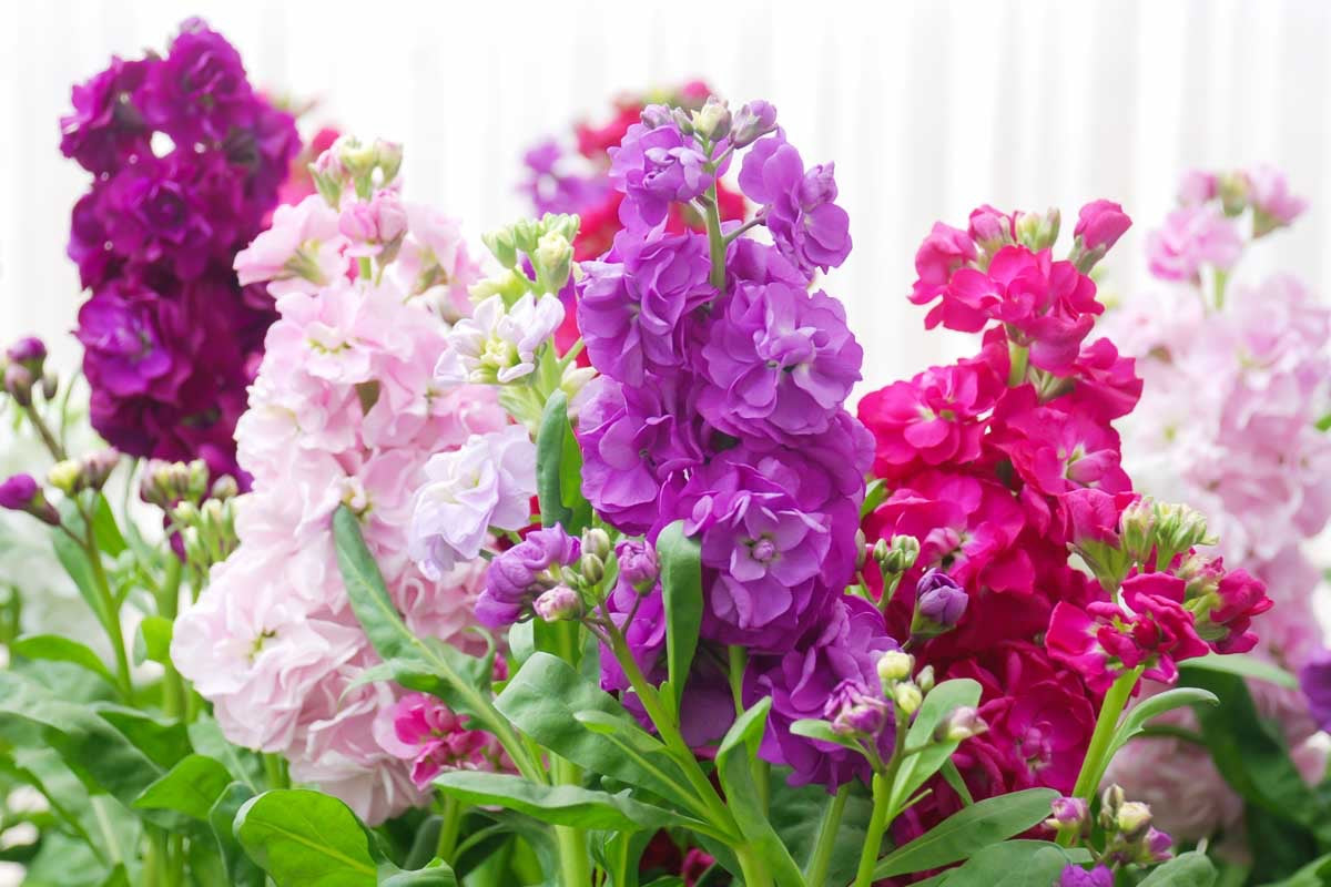💐 Stock (Matthiola incana) Seed