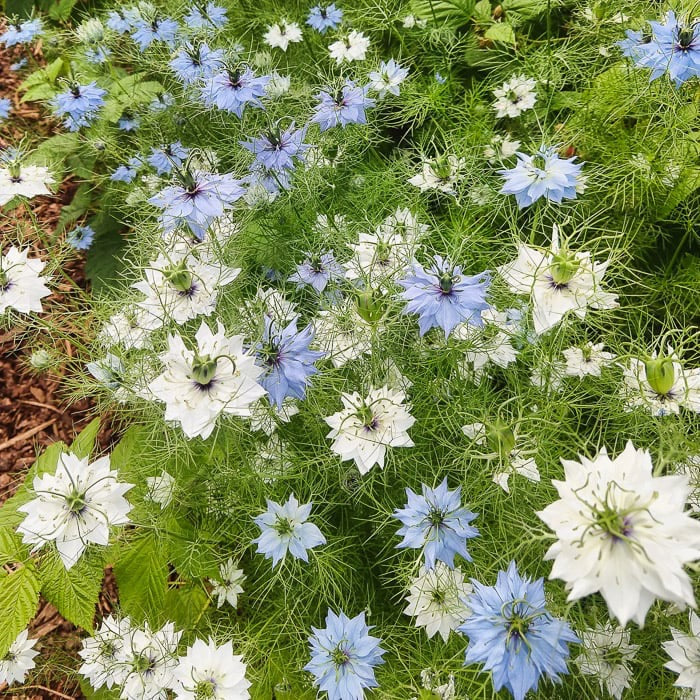 🌸 Nigella (Love-in-a-Mist) Seed