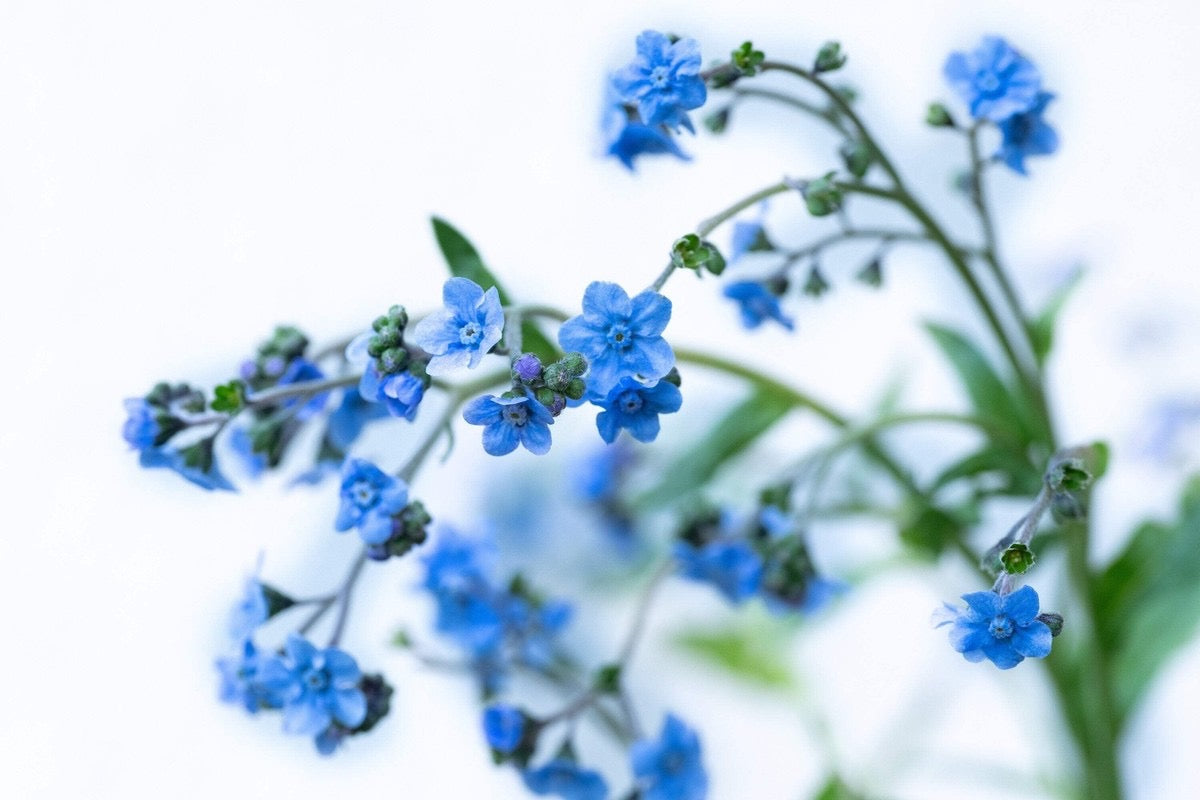 💐 Chinese Forget-Me-Not (Cynoglossum amabile) Seed