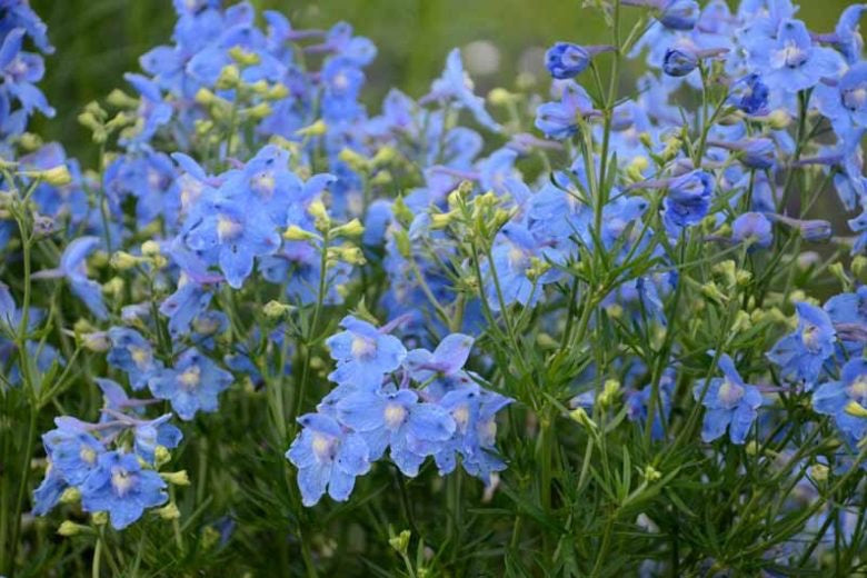 💐 Delphinium chinensis – Chinese Delphinium Seed