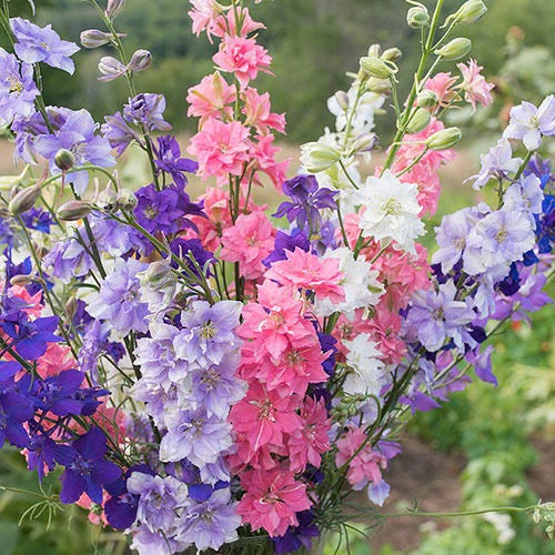 💐Larkspur – Consolida ajacis Seed