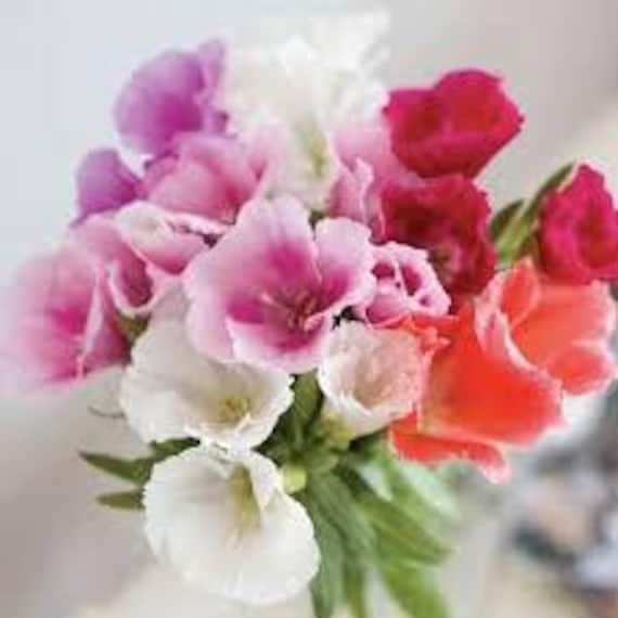 💐 Godetia Grace Seed
