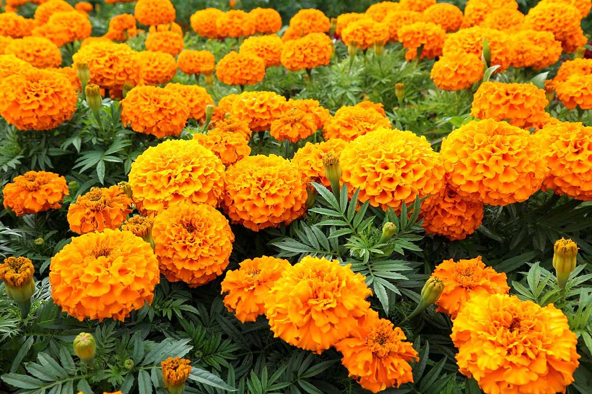 🌼 Marigold Seed
