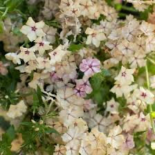 💐 Phlox Seed
