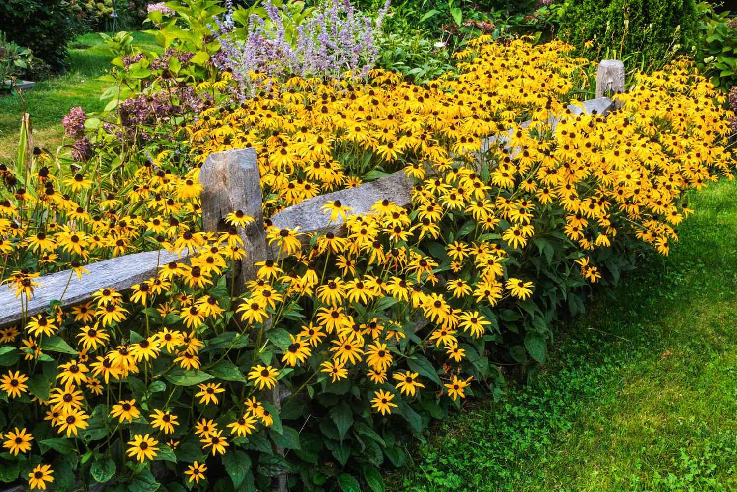 🌼 Rudbeckia (Black-eyed Susan) Seed