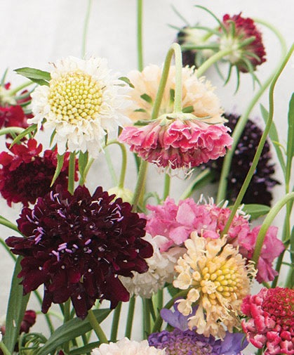 💐 Scabiosa atropurpurea (Pincushion Flower) Seed