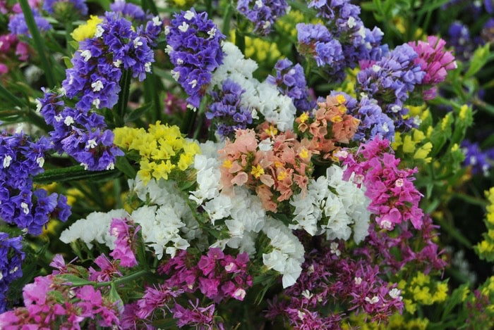 💐 Statice (Limonium sinuatum) Seed
