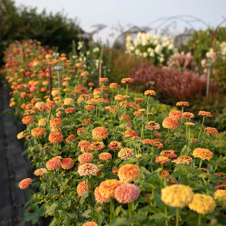 💐 Zinnia (Zinnia elegans) Seed