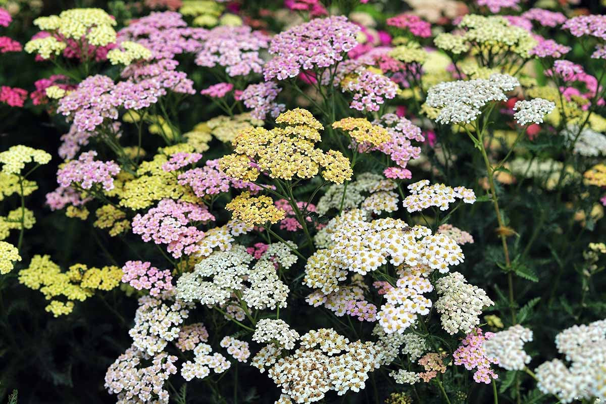 💐 Yarrow (Achillea) Seeds