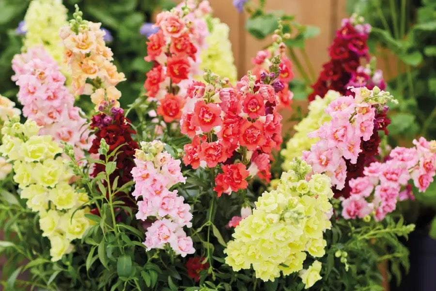 💐 Snapdragon (Antirrhinum) Seeds