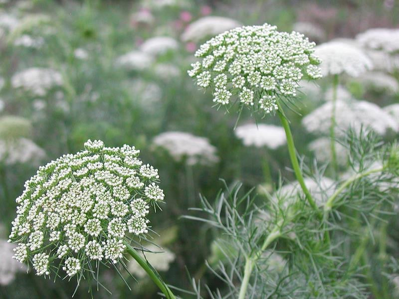 🌿 Ammi (Bishop’s Flower) Seeds