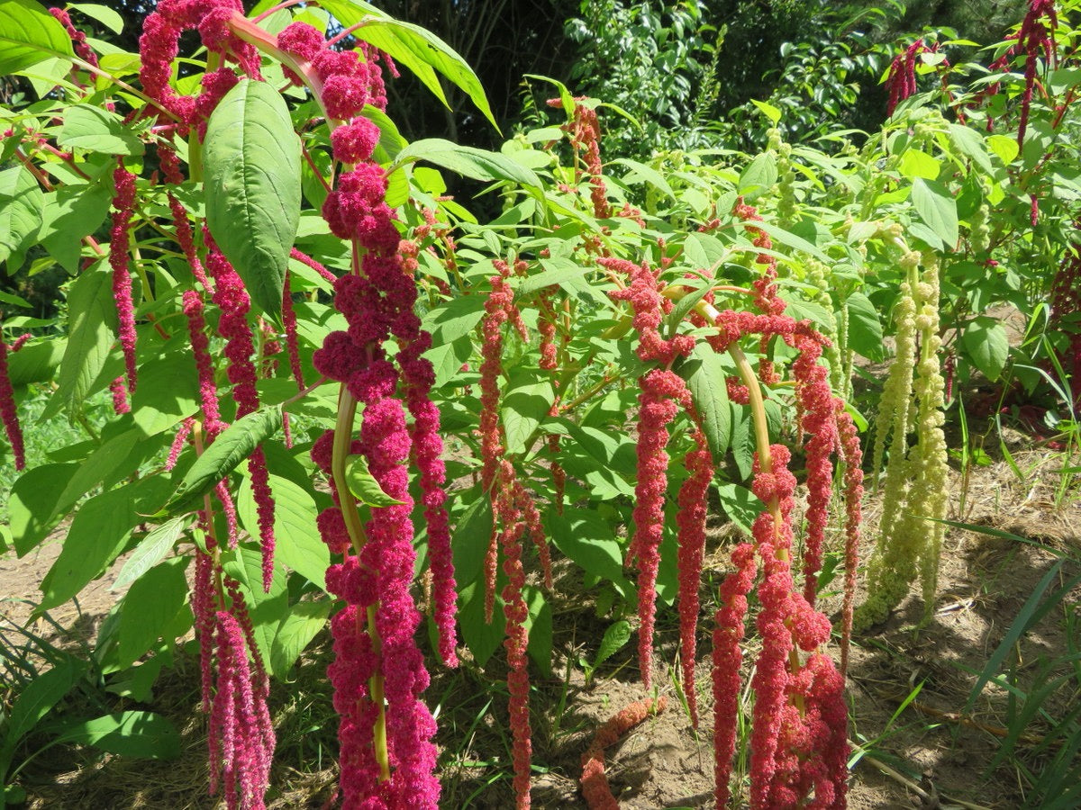 ❤️ Amaranthus (Amaranth) Seeds