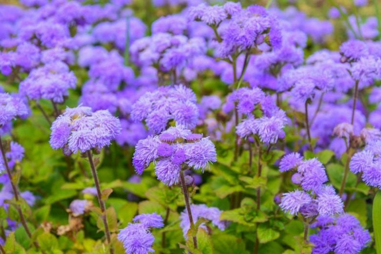 💙 Ageratum (Floss Flower) Seeds