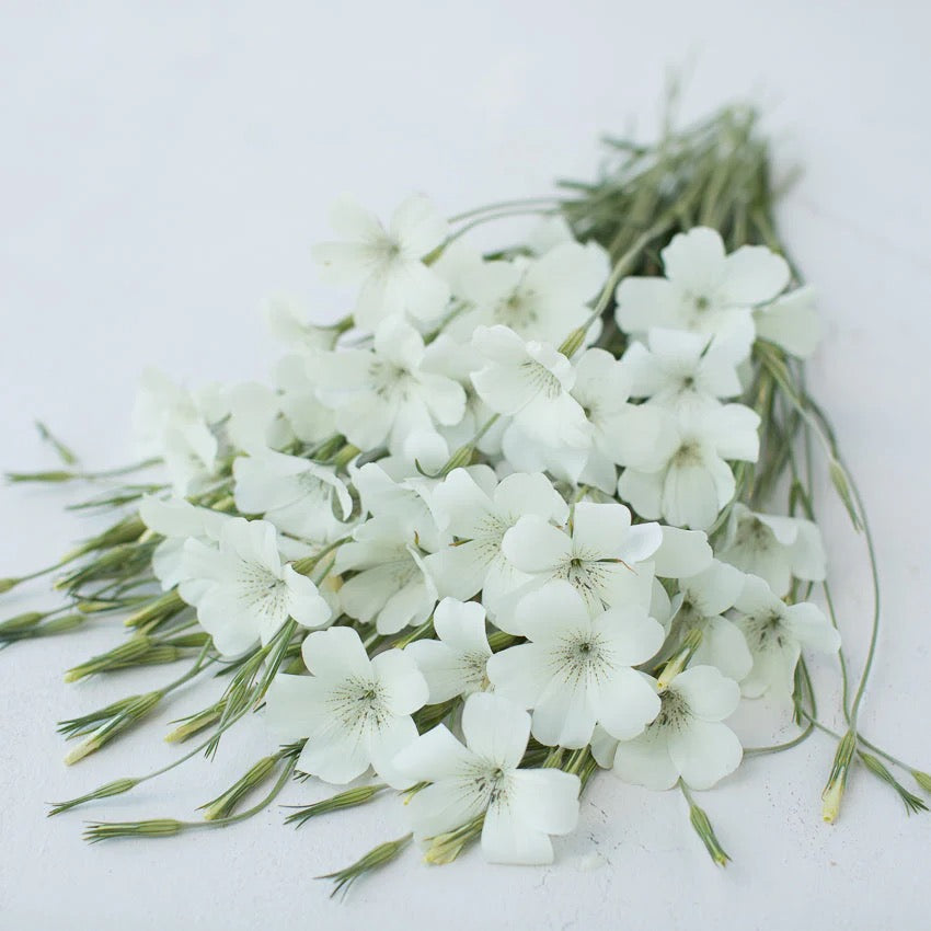 💐 Agrostemma (Corn Cockle) Seeds