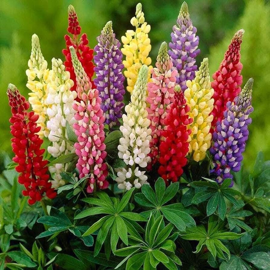 💐 Lupinus Russell Hybrids Series