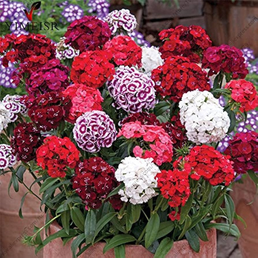 💐 Sweet William – Dianthus barbatus