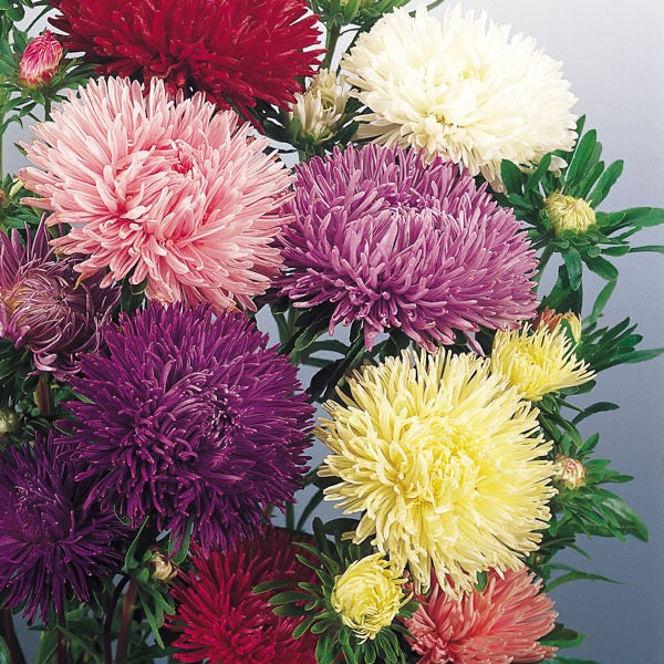 💐 Aster (Callistephus chinensis) Seeds