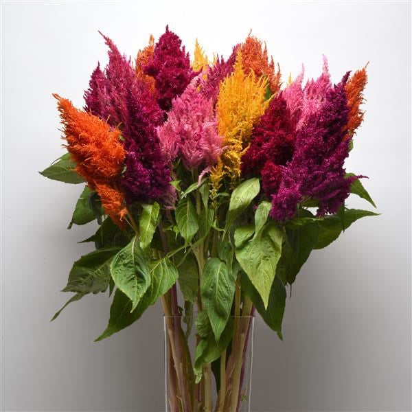 🔥 Celosia Sunday Series