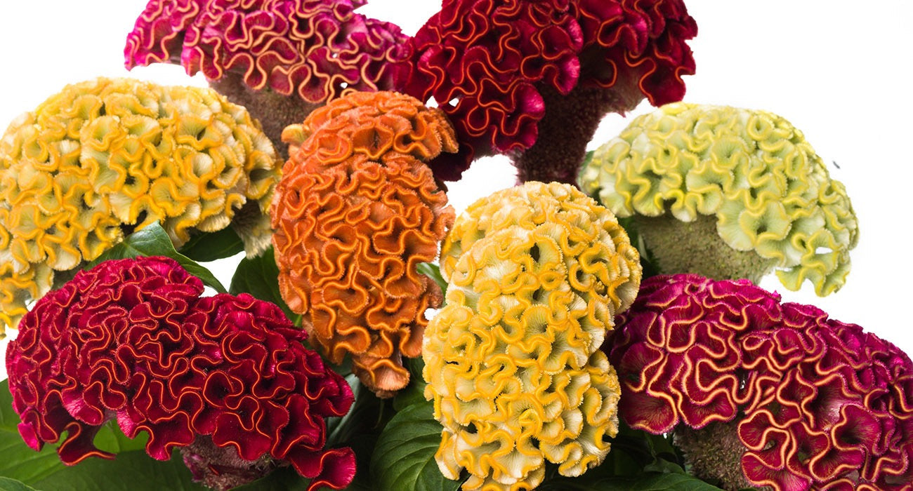 🔥 Celosia Act Series – Premium Cockscomb – Alexisflowerfarm
