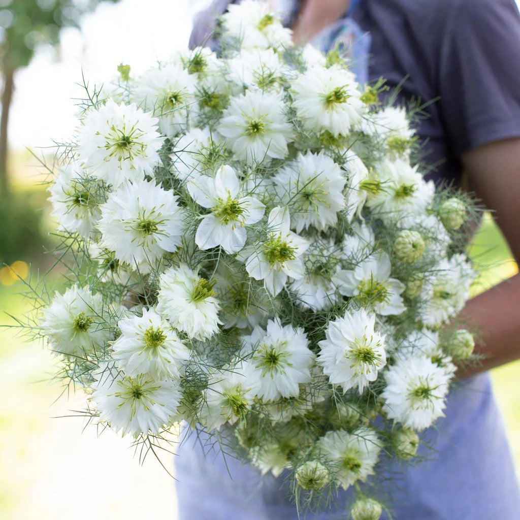 🌸 Nigella Albion Series