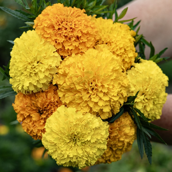 🌼 Marigold Bali Series