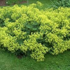 🌿 Lady’s Mantle (Alchemilla mollis)