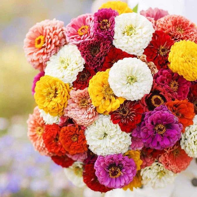 💐 Zinnia Oklahoma Series