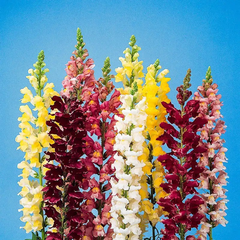 💐 Snapdragon – Rocket Series