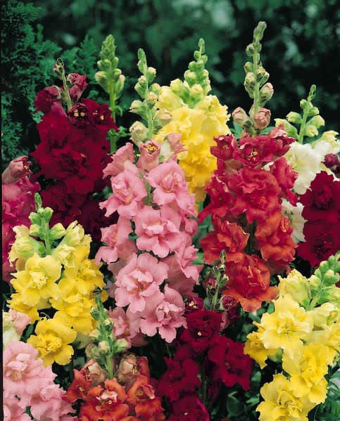 💐 Snapdragon – Madame Butterfly Series