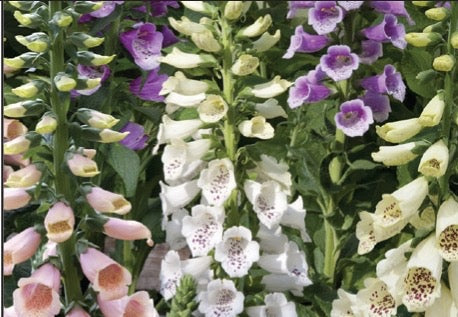 💐 Foxglove – Dalmatian Series