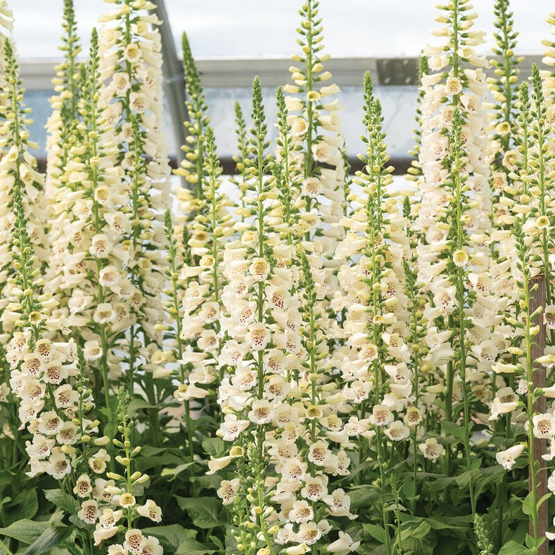 💐 Foxglove Camelot Series