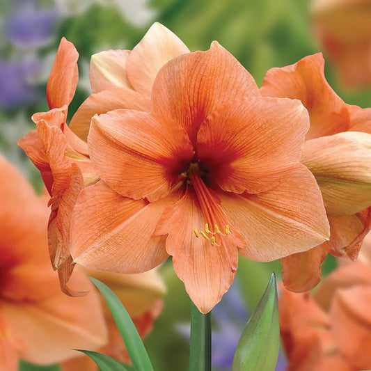 🌸 Amaryllis Rilona