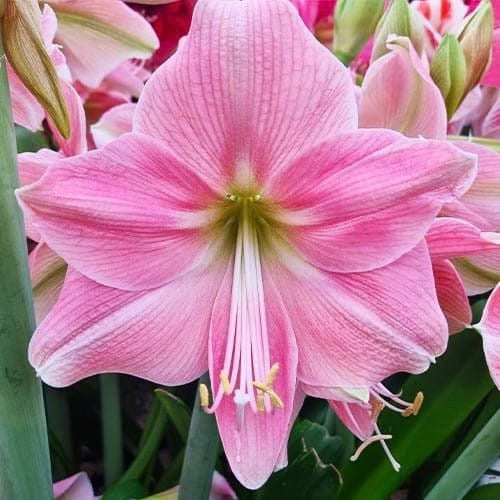 🌸 Amaryllis Sweet Star