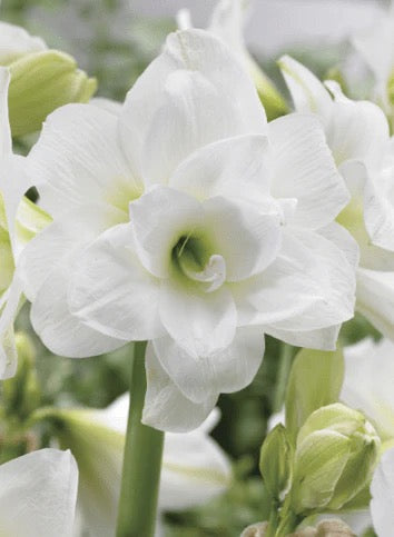 🌸 Amaryllis Donner