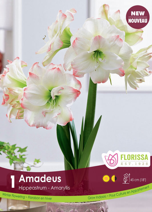 🌸 Amaryllis Amadeus