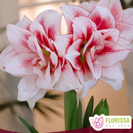 🌸 Amaryllis Elvas
