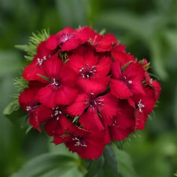 💗 Sweet William ‘Sweet Series’ (Dianthus barbatus)