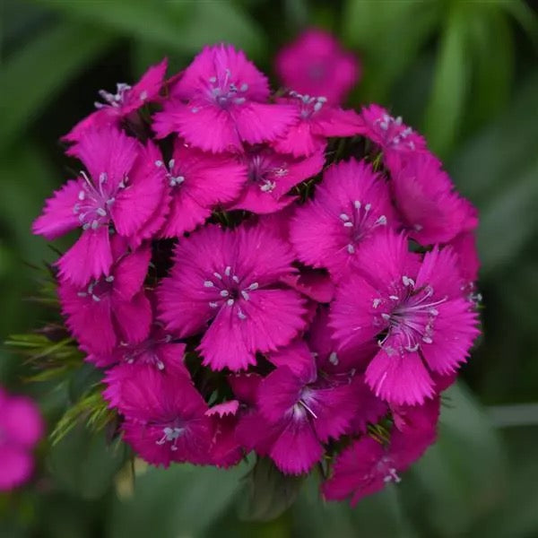💗 Sweet William ‘Sweet Series’ (Dianthus barbatus)