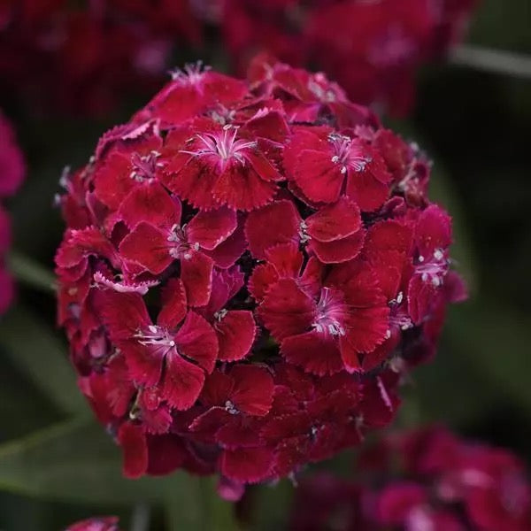💗 Sweet William ‘Sweet Series’ (Dianthus barbatus)