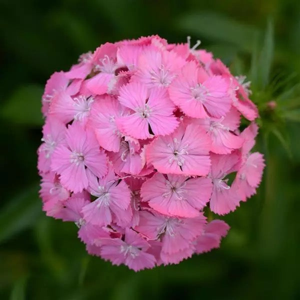 💗 Sweet William ‘Sweet Series’ (Dianthus barbatus)