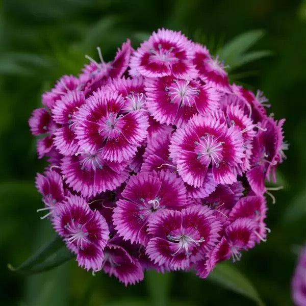 💗 Sweet William ‘Sweet Series’ (Dianthus barbatus)