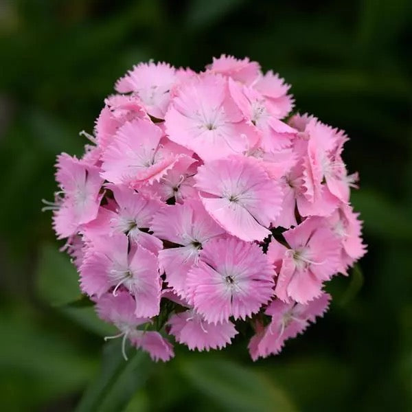💗 Sweet William ‘Sweet Series’ (Dianthus barbatus)