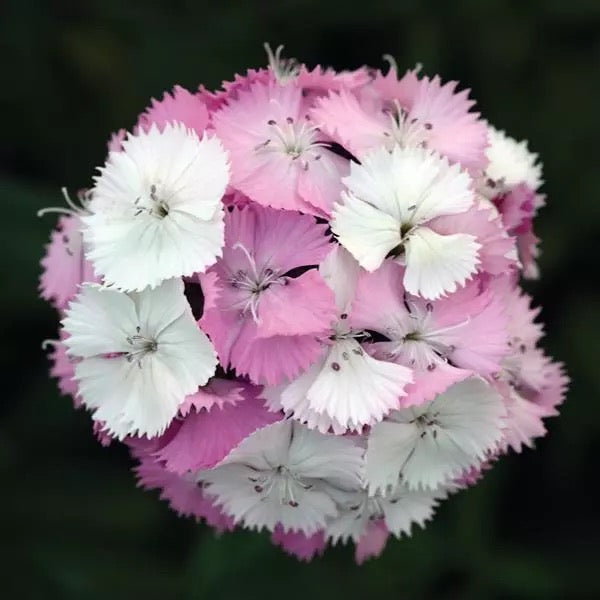 💗 Sweet William ‘Sweet Series’ (Dianthus barbatus)
