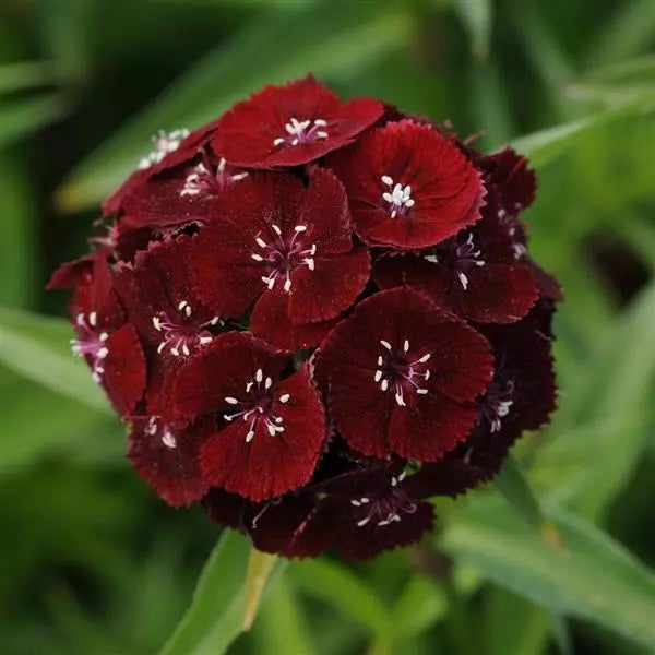 💗 Sweet William ‘Sweet Series’ (Dianthus barbatus)