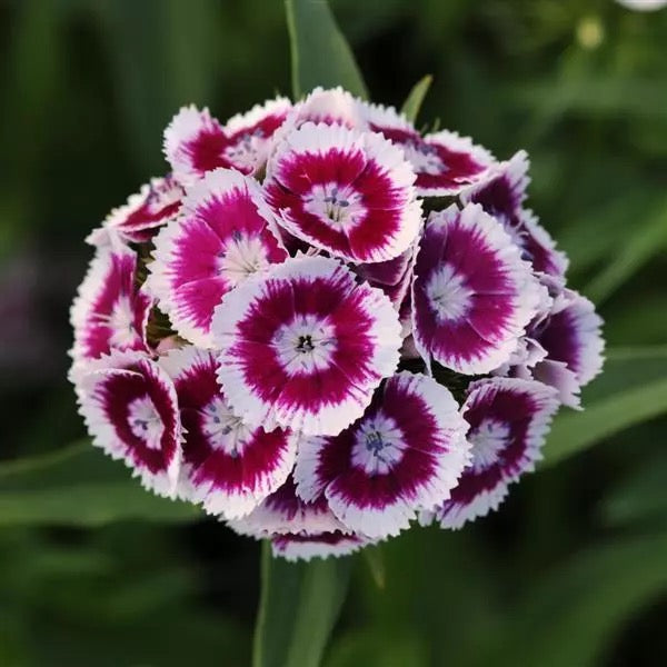 💗 Sweet William ‘Sweet Series’ (Dianthus barbatus)