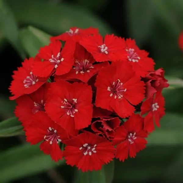 💗 Sweet William ‘Sweet Series’ (Dianthus barbatus)