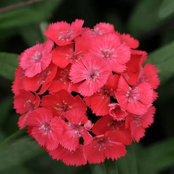 💗 Sweet William ‘Sweet Series’ (Dianthus barbatus)
