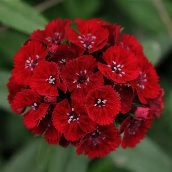 💗 Sweet William ‘Sweet Series’ (Dianthus barbatus)